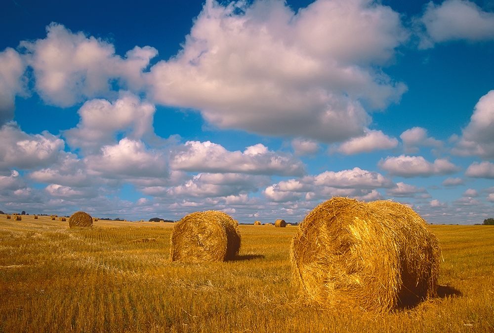 Canada-Saskatchewan-Shellbrook Bale rolls and cumulus clouds on farmland art print by Jaynes Gallery for $57.95 CAD